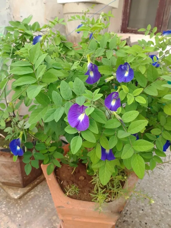 Aparajita_(Butterfly_Pea)_Flower_Plant_–_Blue_Climbing_Vine_for_Garden_&_Balcony