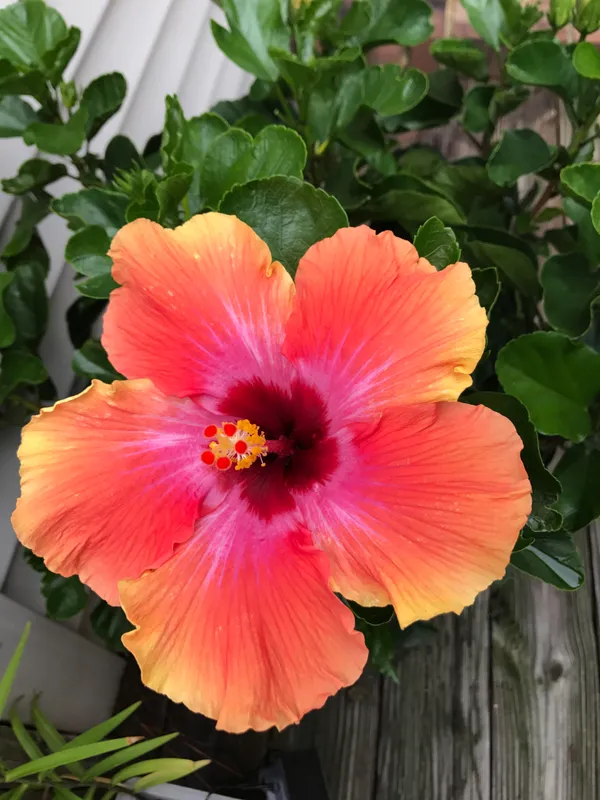Attractive_Bicolor_Hibiscus_Flower_Plant_&_Tree_(1.5-3.5_Ft_Height)_For_Home_Gardening,_Pack_Of_1
