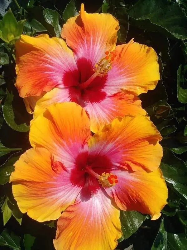 Attractive_Bicolor_Hibiscus_Flower_Plant_&_Tree_(1.5-3.5_Ft_Height)_For_Home_Gardening,_Pack_Of_1