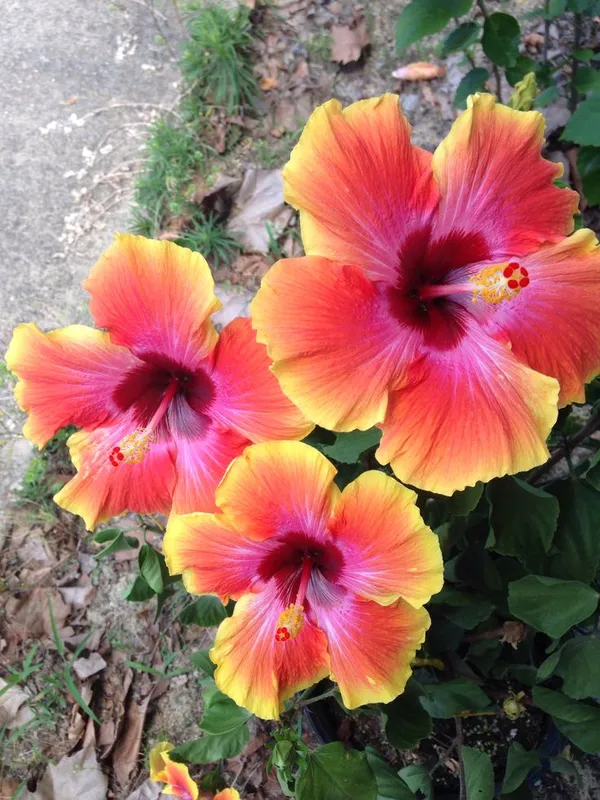 Attractive_Bicolor_Hibiscus_Flower_Plant_&_Tree_(1.5-3.5_Ft_Height)_For_Home_Gardening,_Pack_Of_1