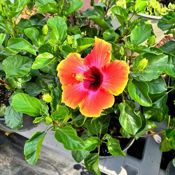 Attractive_Bicolor_Hibiscus_Flower_Plant_&_Tree_(1.5-3.5_Ft_Height)_For_Home_Gardening,_Pack_Of_1