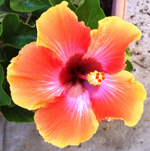 Attractive_Bicolor_Hibiscus_Flower_Plant_&_Tree_(1.5-3.5_Ft_Height)_For_Home_Gardening,_Pack_Of_1