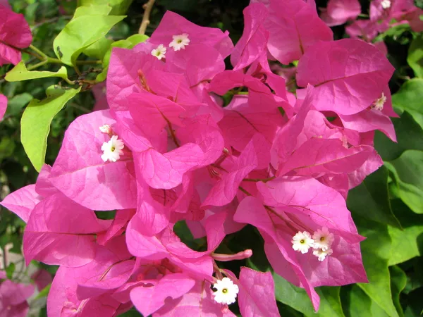 Attractive_Bougainvillea_Flowering_Shrub_Plant_&_Tree_For_Your_Beautiful_Home_Garden_Decor_(1.5-3.5_Ft_Height)_Pack_Of_1