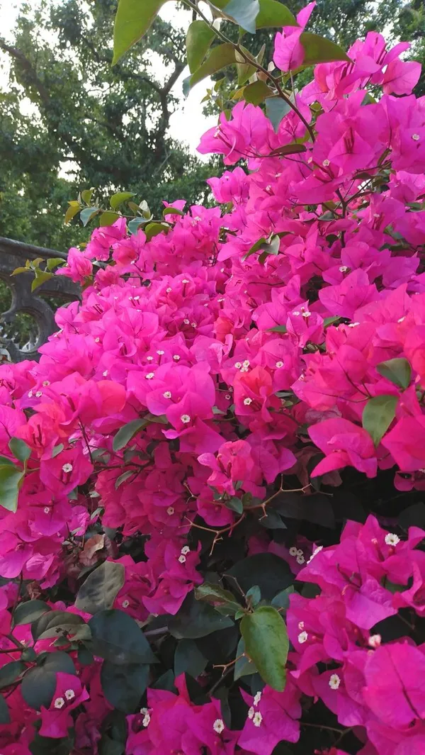 Attractive_Bougainvillea_Flowering_Shrub_Plant_&_Tree_For_Your_Beautiful_Home_Garden_Decor_(1.5-3.5_Ft_Height)_Pack_Of_1