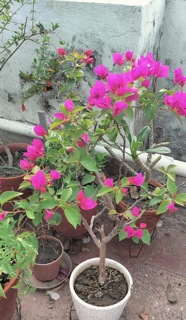 Attractive_Bougainvillea_Flowering_Shrub_Plant_&_Tree_For_Your_Beautiful_Home_Garden_Decor_(1.5-3.5_Ft_Height)_Pack_Of_1