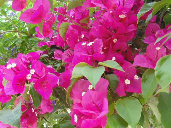Attractive_Bougainvillea_Flowering_Shrub_Plant_&_Tree_For_Your_Beautiful_Home_Garden_Decor_(1.5-3.5_Ft_Height)_Pack_Of_1