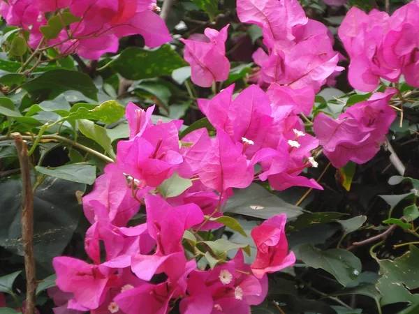 Attractive_Bougainvillea_Flowering_Shrub_Plant_&_Tree_For_Your_Beautiful_Home_Garden_Decor_(1.5-3.5_Ft_Height)_Pack_Of_1