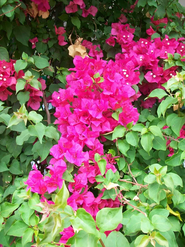 Attractive_Bougainvillea_Flowering_Shrub_Plant_&_Tree_For_Your_Beautiful_Home_Garden_Decor_(1.5-3.5_Ft_Height)_Pack_Of_1
