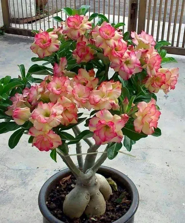 Attractive_Desert_Variety_Adenium_Flower_Plant_For_Garden_(Combo_Pack_Of_4)