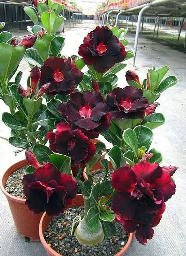 Attractive_Desert_Variety_Adenium_Flower_Plant_For_Garden_(Combo_Pack_Of_4)