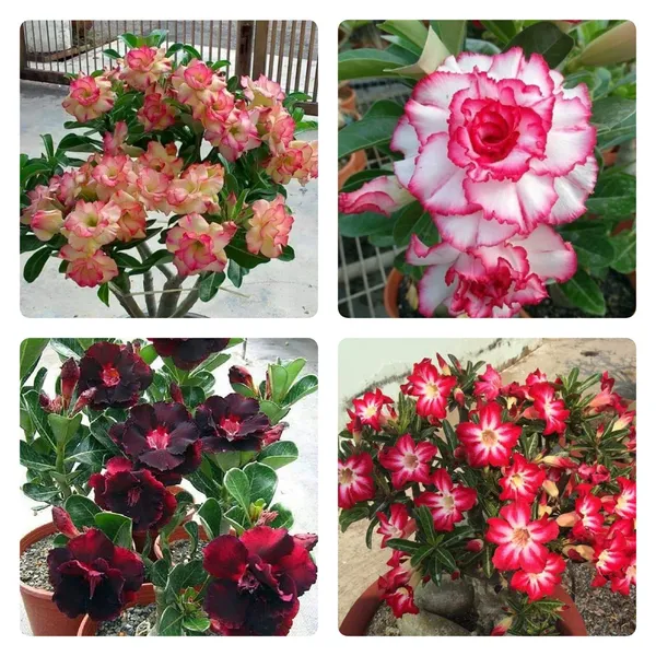 Attractive_Desert_Variety_Adenium_Flower_Plant_For_Garden_(Combo_Pack_Of_4)