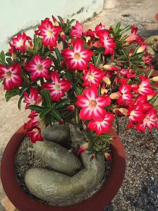 Attractive_Desert_Variety_Adenium_Flower_Plant_For_Garden_(Combo_Pack_Of_4)