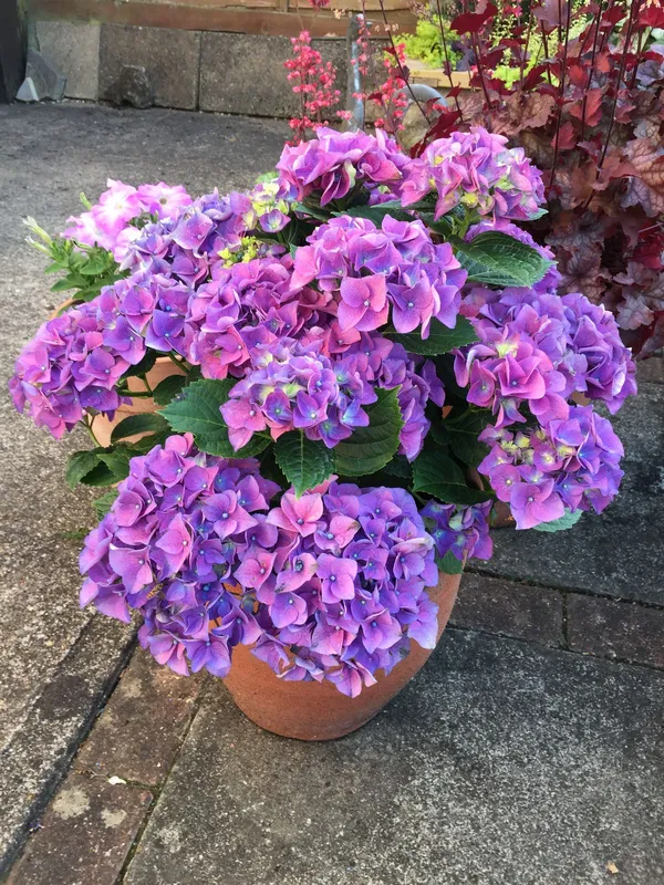 Attractive_Hydrangea_Flowering_Plant_For_Your_Sweet_Home_Garden_(1.5-3.5_Ft_Height)_Pack_Of_1