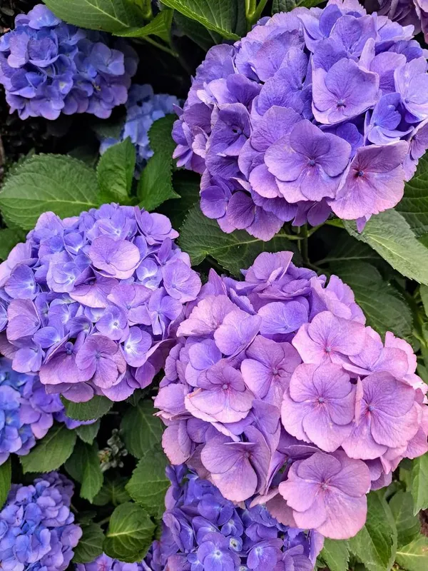 Attractive_Hydrangea_Flowering_Plant_For_Your_Sweet_Home_Garden_(1.5-3.5_Ft_Height)_Pack_Of_1