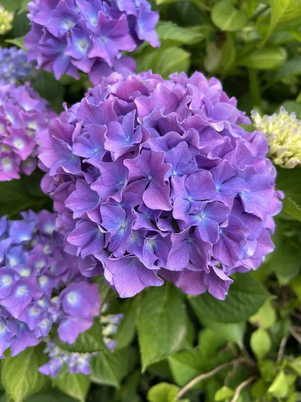 Attractive_Hydrangea_Flowering_Plant_For_Your_Sweet_Home_Garden_(1.5-3.5_Ft_Height)_Pack_Of_1