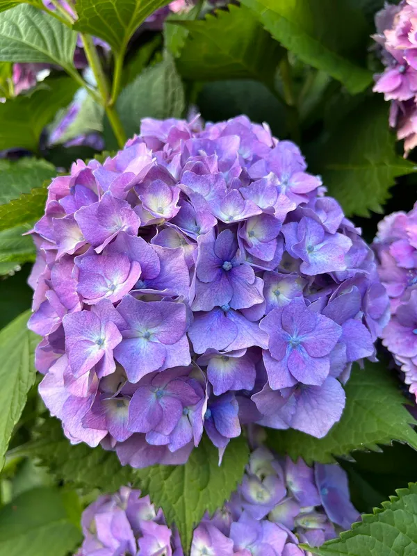 Attractive_Hydrangea_Flowering_Plant_For_Your_Sweet_Home_Garden_(1.5-3.5_Ft_Height)_Pack_Of_1