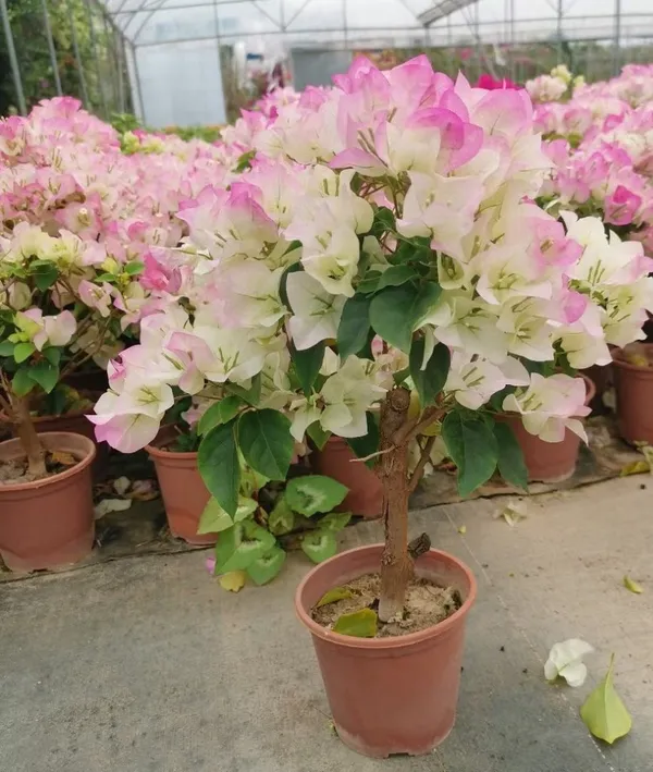Attractive_Pink_&_White_Bougainvillea_Flowering_Plant_For_Your_Sweet_Home_Garden/Office_Decor/House_Plant_(Pack_Of_1)