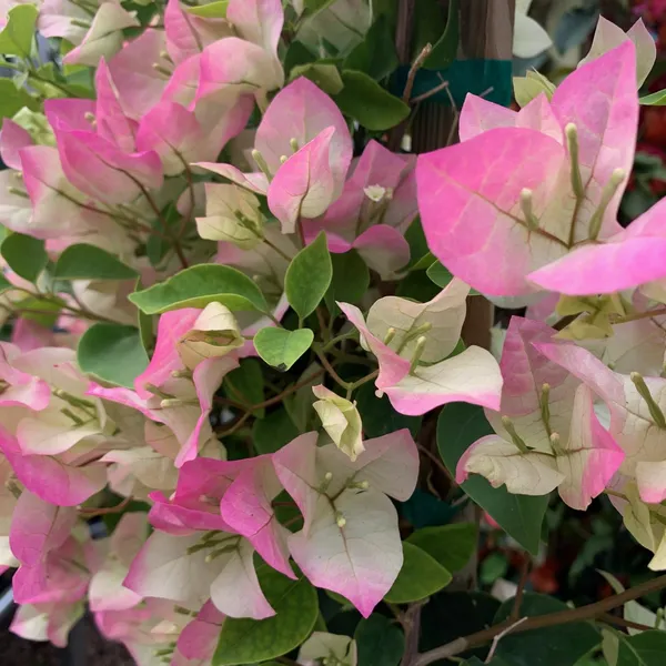 Attractive_Pink_&_White_Bougainvillea_Flowering_Plant_For_Your_Sweet_Home_Garden/Office_Decor/House_Plant_(Pack_Of_1)