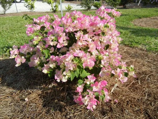 Attractive_Pink_&_White_Bougainvillea_Flowering_Plant_For_Your_Sweet_Home_Garden/Office_Decor/House_Plant_(Pack_Of_1)
