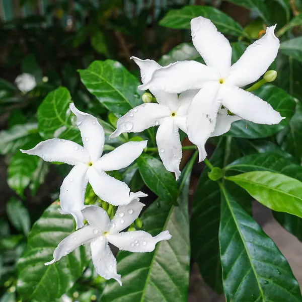 Attractive_White_Chinese_Tagar_Sweet_Fragrance_Flower_Plant_&_Tree_For_Shrub/Bush/Home_Garden_(Hybrid,_Pack_Of_1)