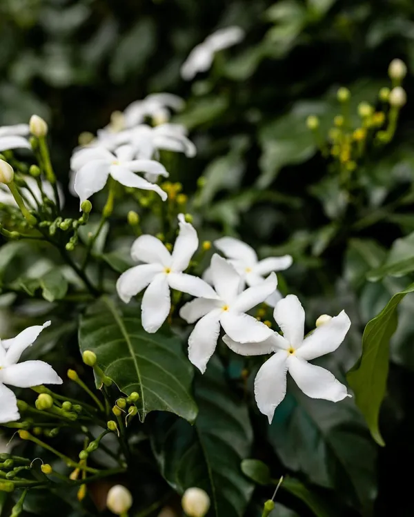 Attractive_White_Chinese_Tagar_Sweet_Fragrance_Flower_Plant_&_Tree_For_Shrub/Bush/Home_Garden_(Hybrid,_Pack_Of_1)