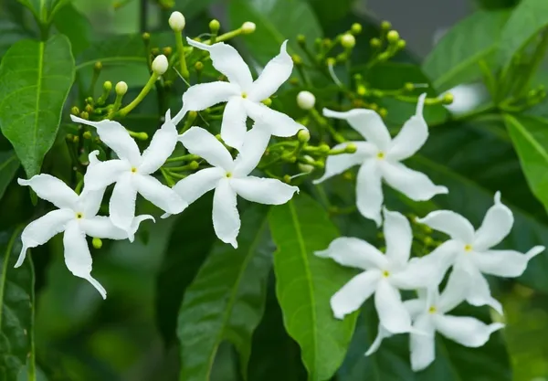 Attractive_White_Chinese_Tagar_Sweet_Fragrance_Flower_Plant_&_Tree_For_Shrub/Bush/Home_Garden_(Hybrid,_Pack_Of_1)