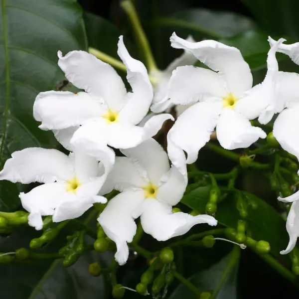 Attractive_White_Chinese_Tagar_Sweet_Fragrance_Flower_Plant_&_Tree_For_Shrub/Bush/Home_Garden_(Hybrid,_Pack_Of_1)