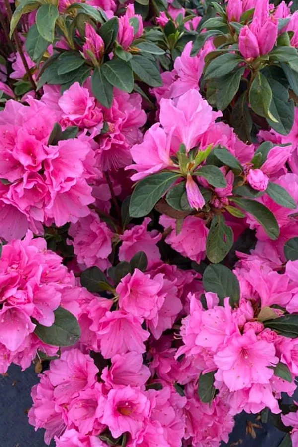 Azalea_Dwarf_Variety_Flower_Plant_&_Tree_For_Garden,_Pack_Of_1