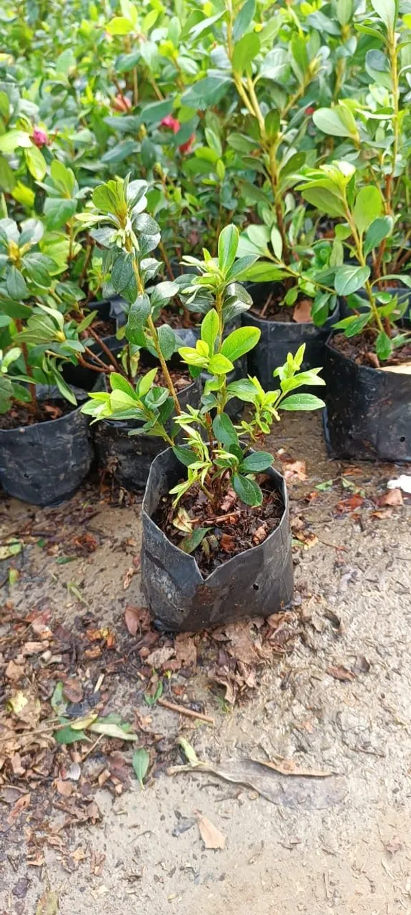 Azalea_Dwarf_Variety_Flower_Plant_&_Tree_For_Garden,_Pack_Of_1