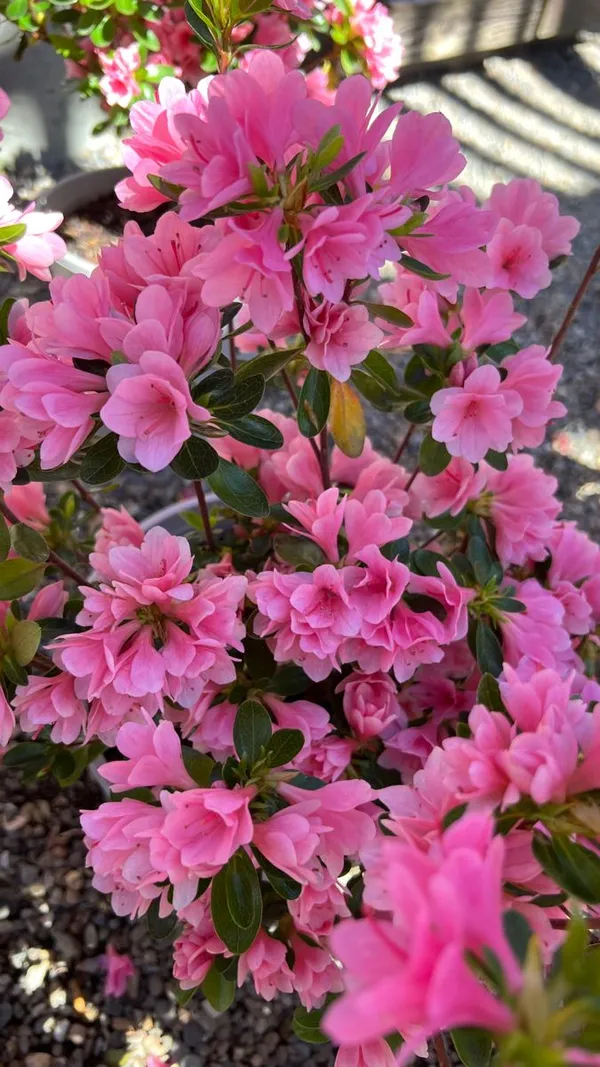 Azalea_Dwarf_Variety_Flower_Plant_&_Tree_For_Garden,_Pack_Of_1