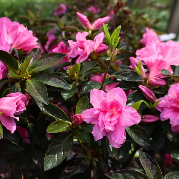 Azalea_Dwarf_Variety_Flower_Plant_&_Tree_For_Garden,_Pack_Of_1