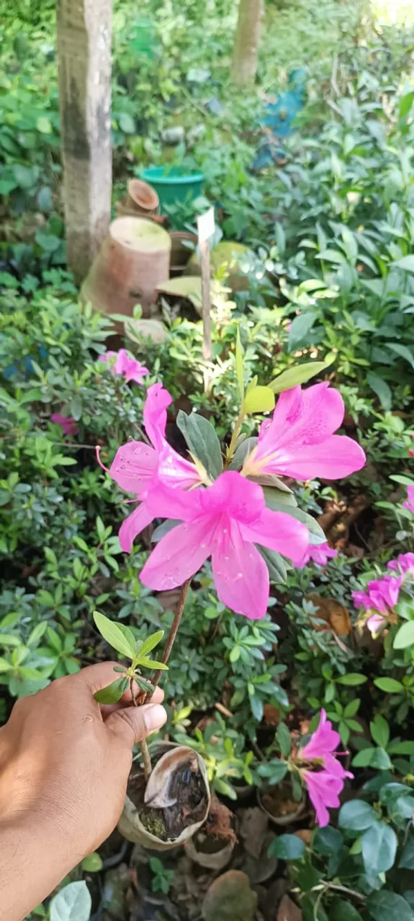 Azalea_Purple_Flower_Plant_For_Your_Sweet_Home_Decor/Gardening_(1.5-3.5_Ft_Height)_Pack_Of_1