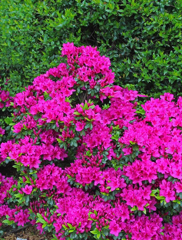 Azalea_Purple_Flower_Plant_For_Your_Sweet_Home_Decor/Gardening_(1.5-3.5_Ft_Height)_Pack_Of_1