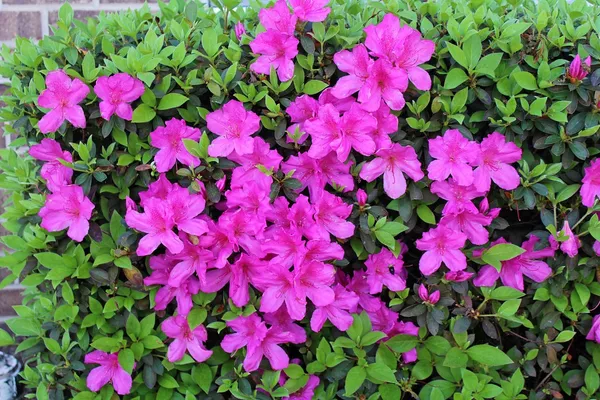 Azalea_Purple_Flower_Plant_For_Your_Sweet_Home_Decor/Gardening_(1.5-3.5_Ft_Height)_Pack_Of_1