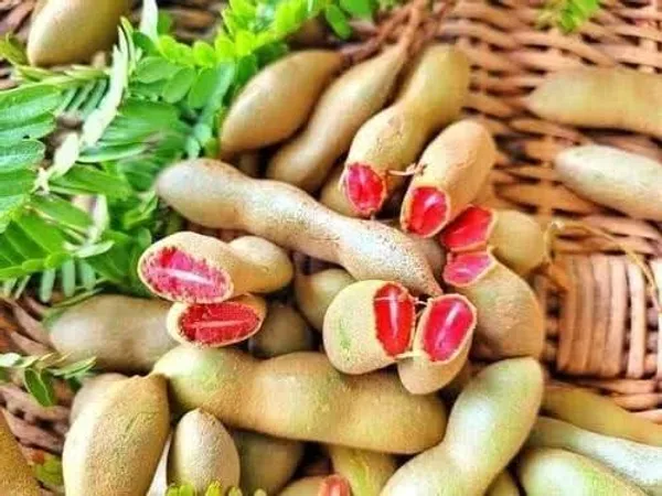 All_Time_Tamarind_Fruit_Plant_For_Home_Gardening_Highly_Benefited_Emli_Plant