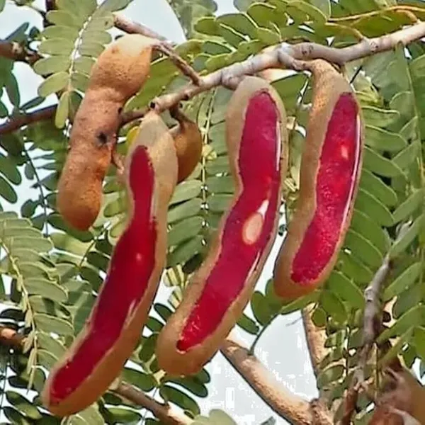All_Time_Tamarind_Fruit_Plant_For_Home_Gardening_Highly_Benefited_Emli_Plant