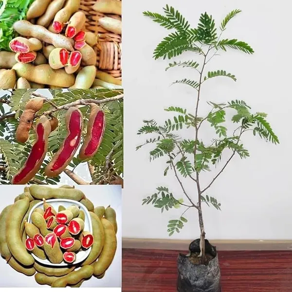 All_Time_Tamarind_Fruit_Plant_For_Home_Gardening_Highly_Benefited_Emli_Plant