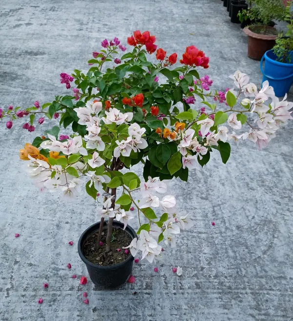 Multicolor_Bougainvillea_(Grafted_Flowering_Plant_&_Tree_For_Shrub|Bush|Sweet_Home_Decoration_&_Garden_Hybrid