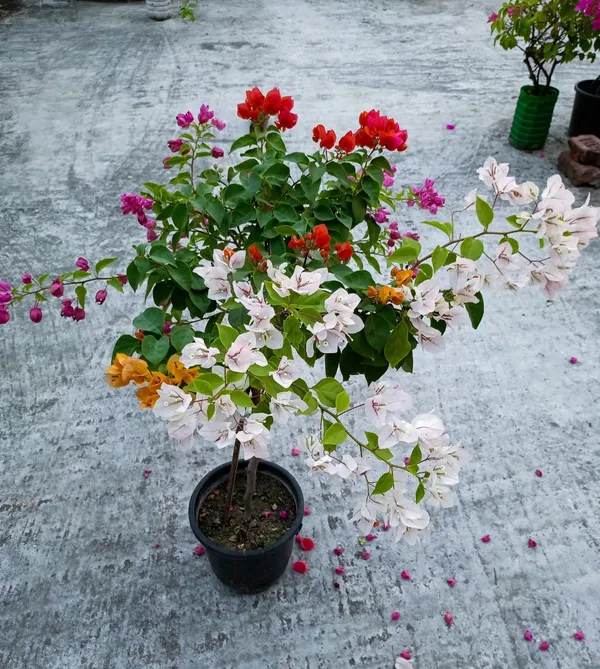 Multicolor_Bougainvillea_(Grafted_Flowering_Plant_&_Tree_For_Shrub|Bush|Sweet_Home_Decoration_&_Garden_Hybrid