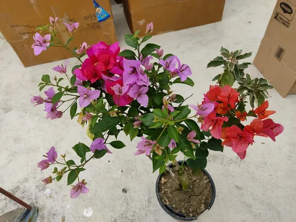 Multicolor_Bougainvillea_(Grafted_Flowering_Plant_&_Tree_For_Shrub|Bush|Sweet_Home_Decoration_&_Garden_Hybrid