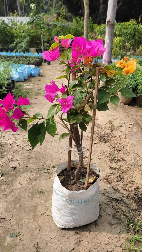Multicolor_Bougainvillea_(Grafted_Flowering_Plant_&_Tree_For_Shrub|Bush|Sweet_Home_Decoration_&_Garden_Hybrid