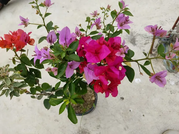 Multicolor_Bougainvillea_(Grafted_Flowering_Plant_&_Tree_For_Shrub|Bush|Sweet_Home_Decoration_&_Garden_Hybrid