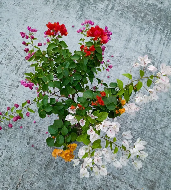 Multicolor_Bougainvillea_(Grafted_Flowering_Plant_&_Tree_For_Shrub|Bush|Sweet_Home_Decoration_&_Garden_Hybrid