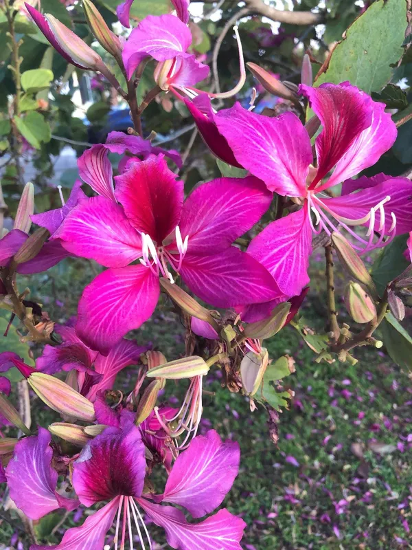 Bahunia_Eye_Catching_Flower_Plant_&_Tree_For_Your_Sweet_Home_Garden,_Pack_Of_1