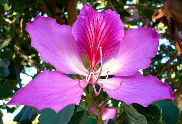Bahunia_Eye_Catching_Flower_Plant_&_Tree_For_Your_Sweet_Home_Garden,_Pack_Of_1