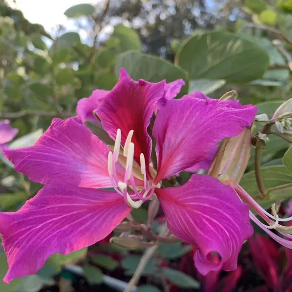 Bahunia_Eye_Catching_Flower_Plant_&_Tree_For_Your_Sweet_Home_Garden,_Pack_Of_1
