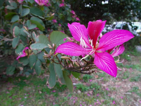 Bahunia_Eye_Catching_Flower_Plant_&_Tree_For_Your_Sweet_Home_Garden,_Pack_Of_1