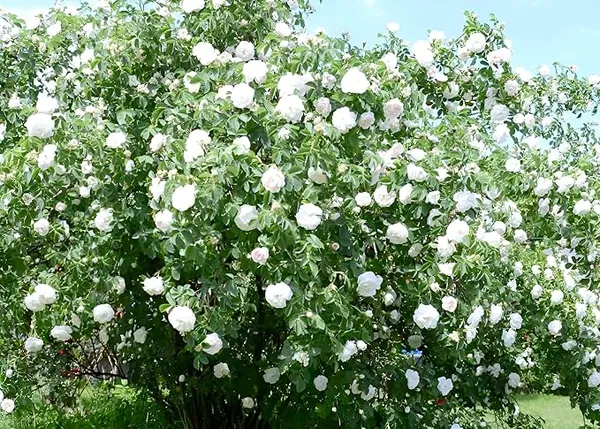 Gorgeous_Rose_Flowering_Plant_&_Tree_For_Home_Garden_(Hybrid,_Pack_Of_)