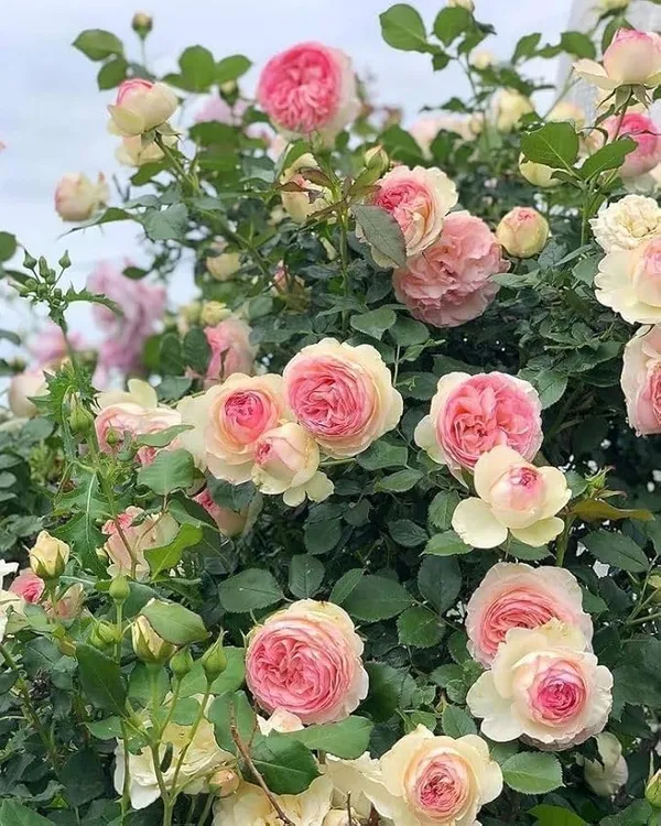 Gorgeous_Rose_Flowering_Plant_&_Tree_For_Home_Garden_(Hybrid,_Pack_Of_)