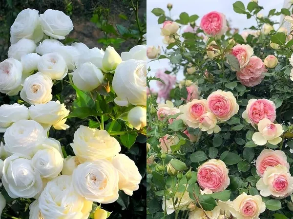 Gorgeous_Rose_Flowering_Plant_&_Tree_For_Home_Garden_(Hybrid,_Pack_Of_)